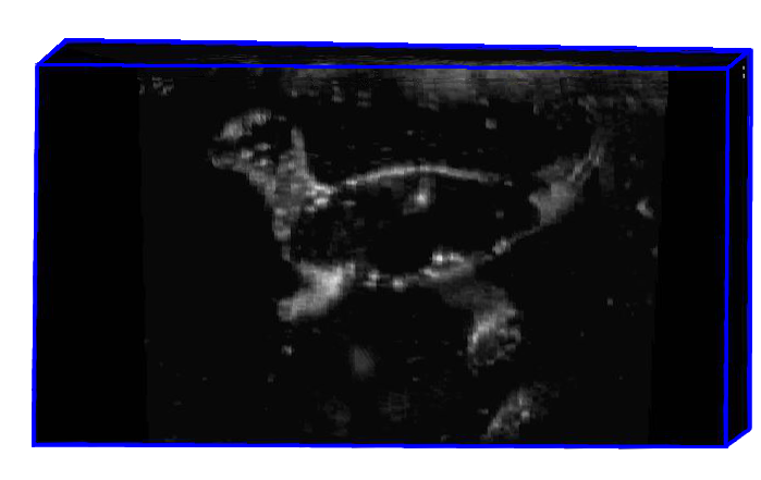 3D ultrasound image of a dinosaur toy used in an activity to teach students about ultrasound imaging.